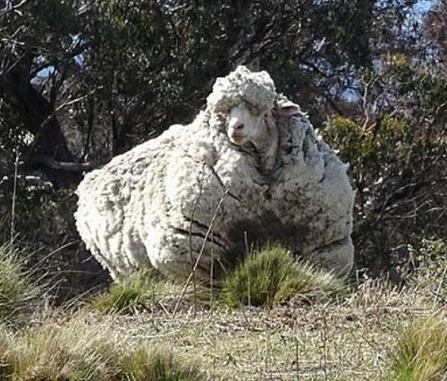 世界で最も毛の多い羊「クリス」、老衰で死亡　豪キャンベラ